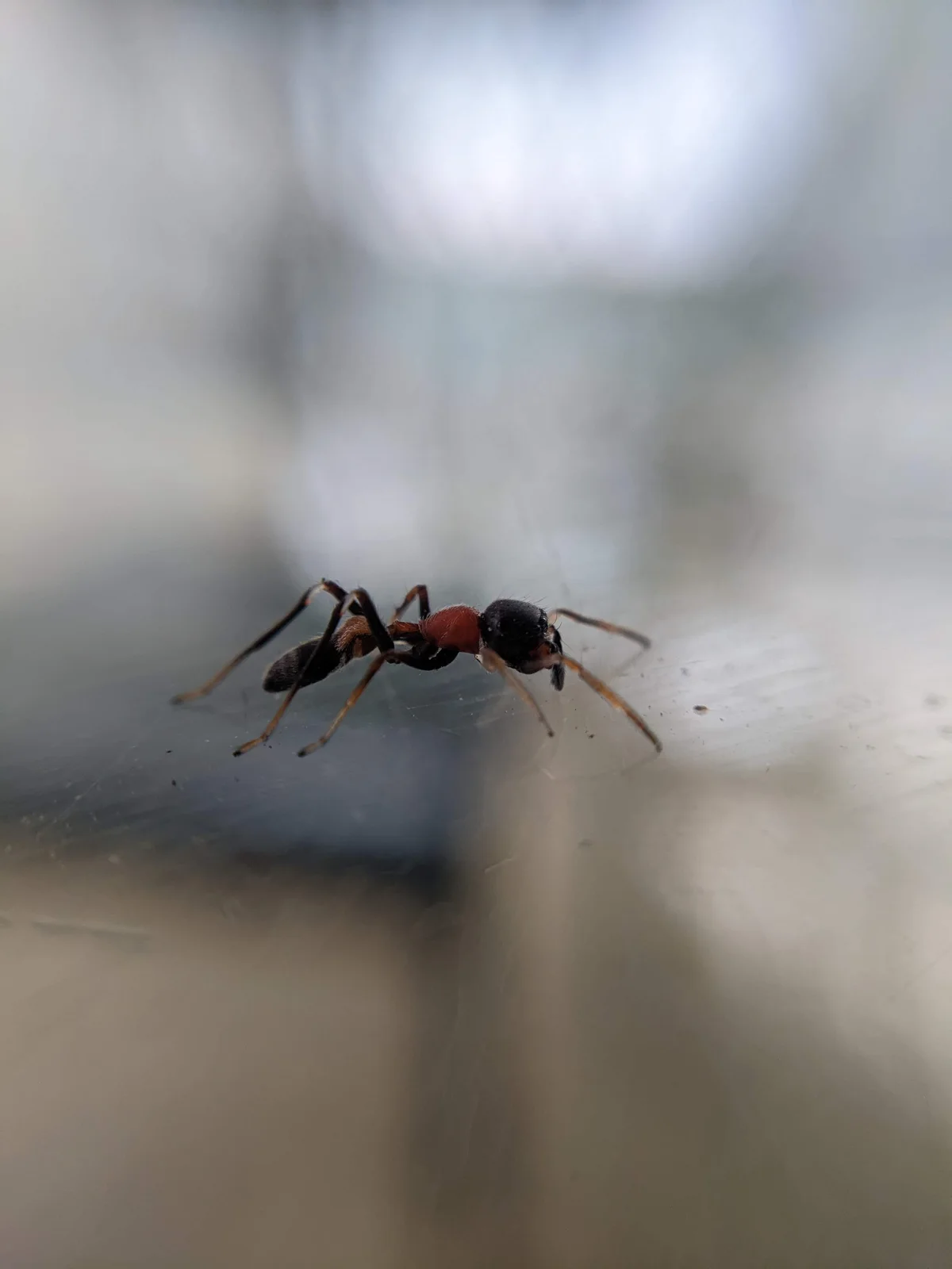Extreme portrait macro study.