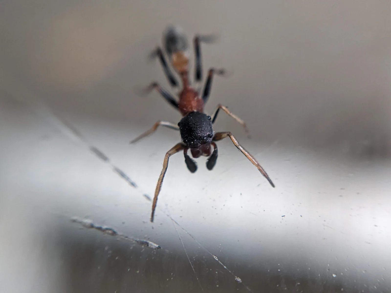Extreme portrait macro study.