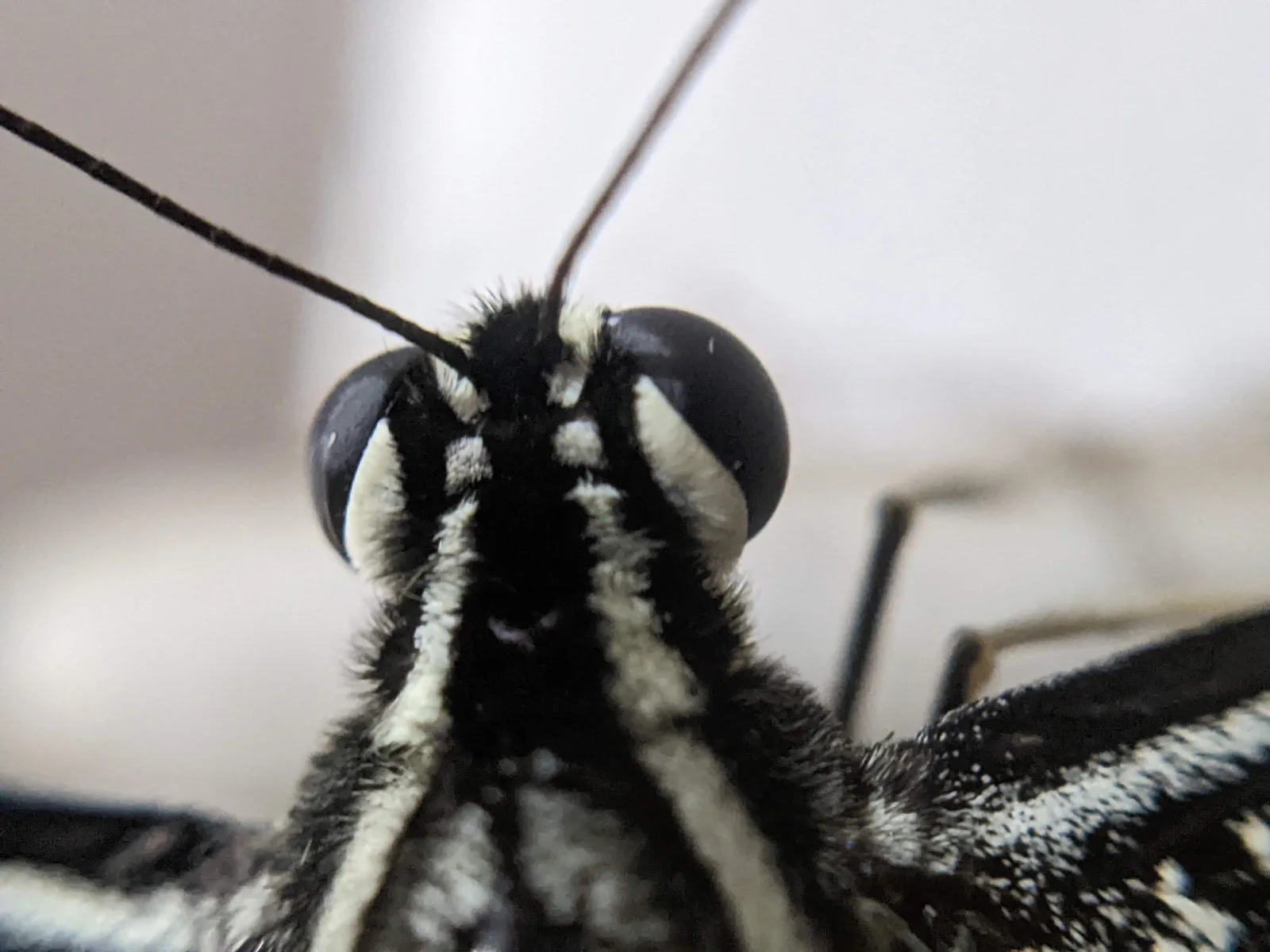 Extreme portrait macro study.