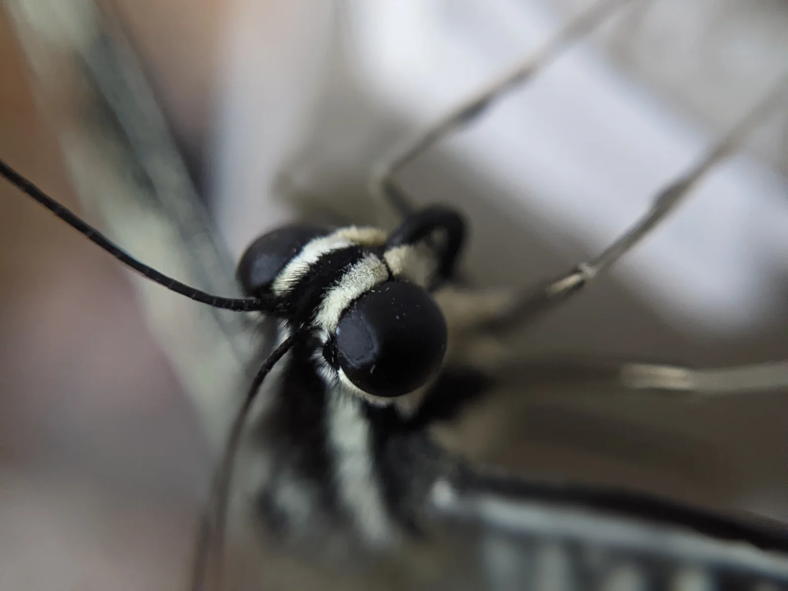 Extreme portrait macro study.