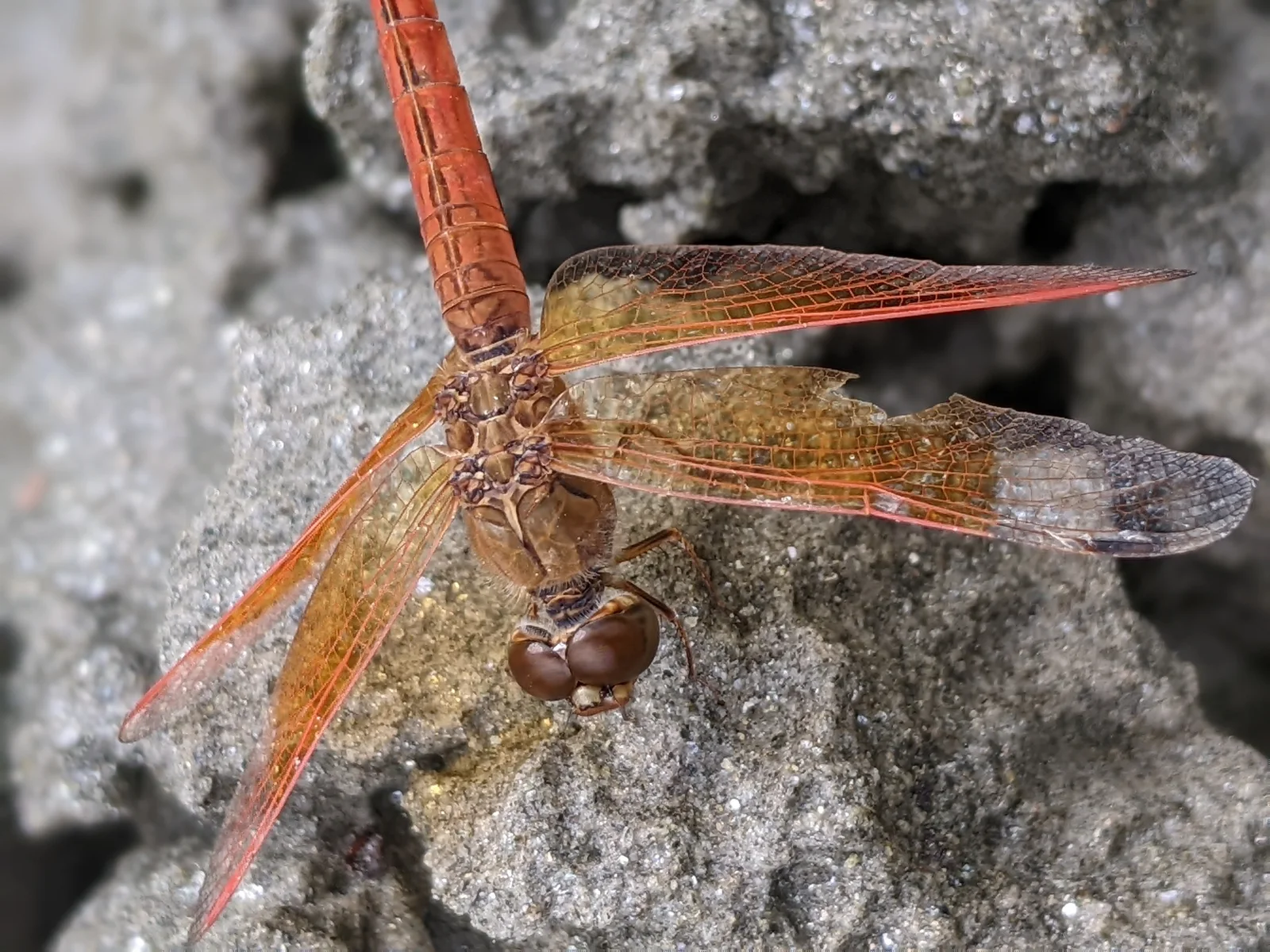 Extreme portrait macro study.