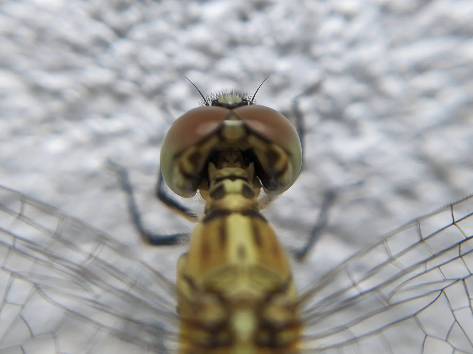 Extreme portrait macro study.